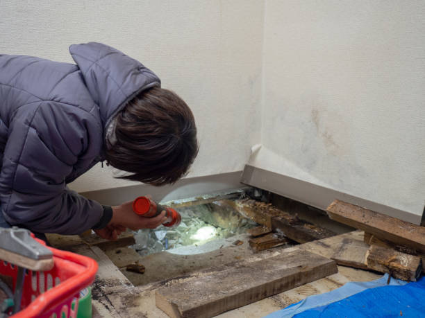 Best Attic Mold Removal  in Stuart, IA