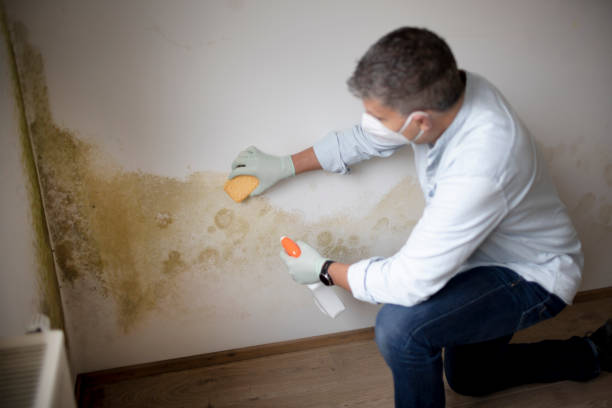 Best Residential Mold Inspection & Testing  in Stuart, IA