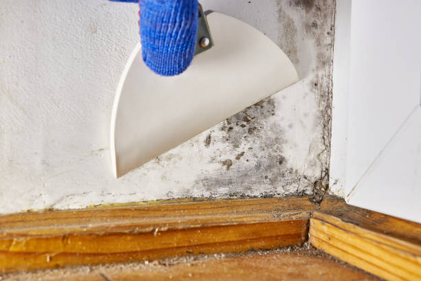 Best Asbestos and Lead Testing During Mold Inspection  in Stuart, IA